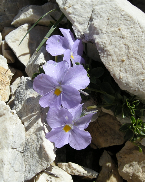Viola magellensis / Viola della Majella